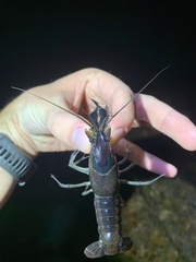 Procambarus