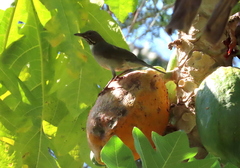 Turdus assimilis