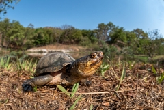 Kinosternon integrum