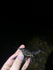 Procambarus