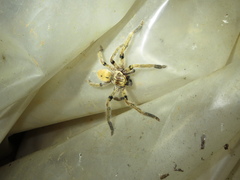 Sparassidae