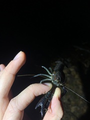 Procambarus
