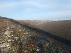 Schistidium apocarpum