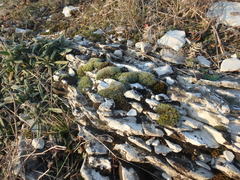 Schistidium apocarpum