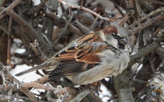 Passer domesticus