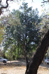 Xanthocercis zambesiaca