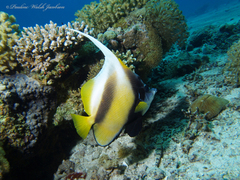 Heniochus intermedius