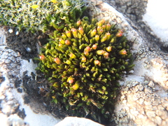 Schistidium apocarpum