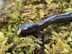 Stereochilus marginatus