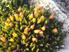 Schistidium apocarpum