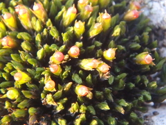 Schistidium apocarpum