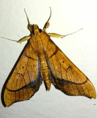 Anarmodia