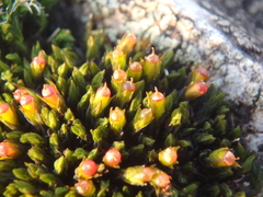 Schistidium apocarpum