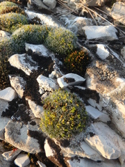 Schistidium apocarpum