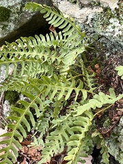 Polypodium virginianum