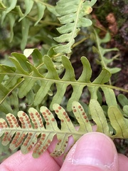 Polypodium virginianum