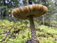 Amanita pekeoides