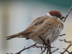 Passer montanus