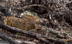 Crotalus basiliscus
