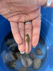 Hippocampus zosterae