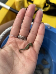 Hippocampus zosterae