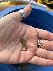 Hippocampus zosterae