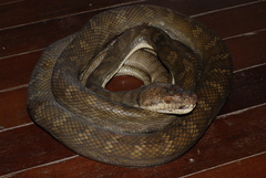 Simalia amethistina