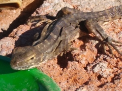 Ctenosaura macrolopha