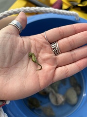 Hippocampus zosterae