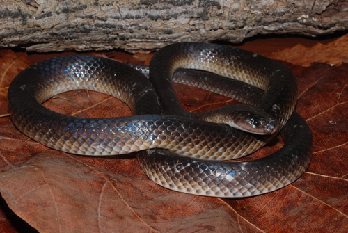 Slaty-grey snake (Stegonotus australis) · iNaturalist