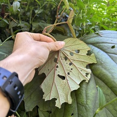 Begonia nantoensis
