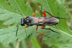 Macrophya diversipes