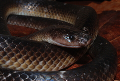 Stegonotus guentheri