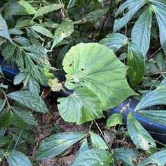 Begonia nantoensis