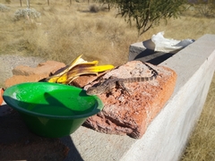 Ctenosaura macrolopha