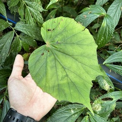 Begonia nantoensis
