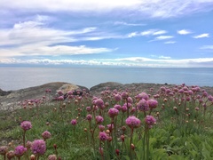 Armeria maritima californica