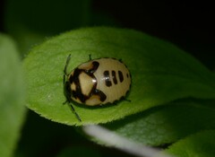 Tritomegas bicolor