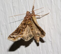 Autographa mappa