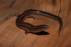 Sphenomorphus fragilis