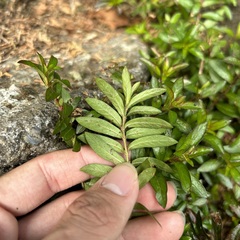 Cuphea hyssopifolia