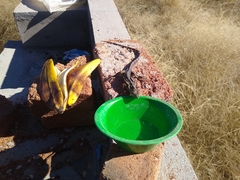 Ctenosaura macrolopha