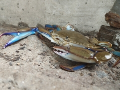 Callinectes sapidus
