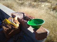 Ctenosaura macrolopha