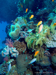 Neopomacentrus miryae