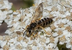 Halictus farinosus