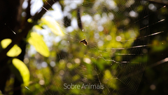 Micrathena plana