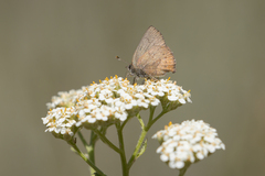 Callophrys augustinus
