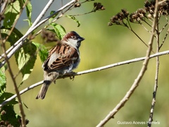 Passer domesticus