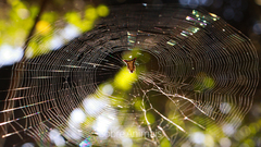 Micrathena plana